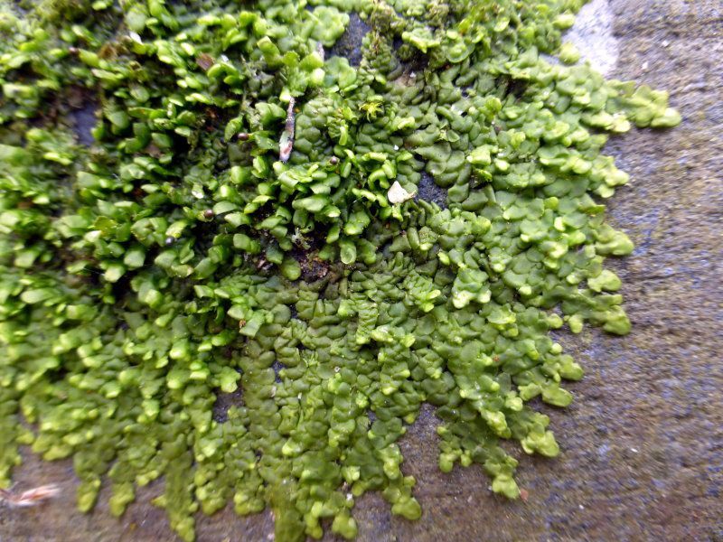 Flachblättriges Kratzmoos - Lebermoose