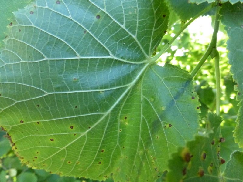 Sommerlinde - Malven-/Lindengewächse