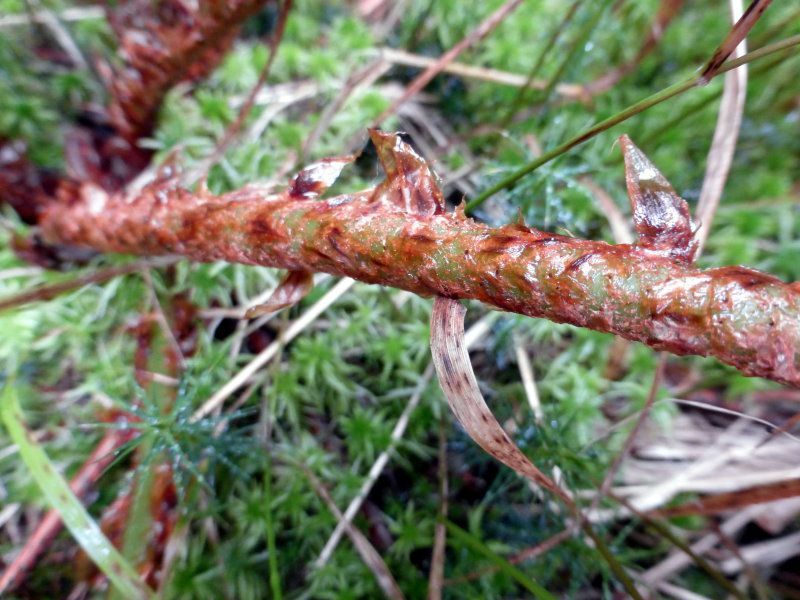 Breitblättriger Dornfarn Breitblättriger Dornfarn - Farngewaechse
