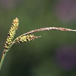 Rasen-Segge Rasen-Segge - Sauergräser
