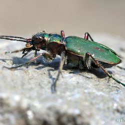 Feldsandlaufkäfer (Sandlaufkäfer)