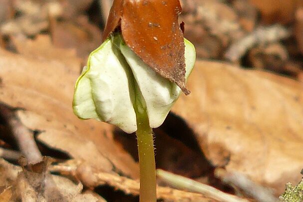 Saatgut im Wald