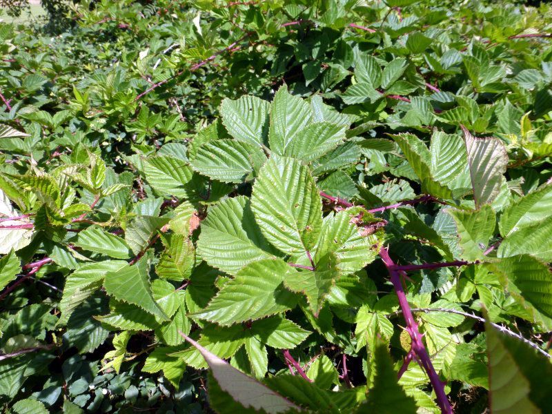 Faltenbrombeere - Rosengewächse