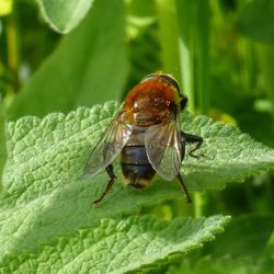 Gemeine Narzissenschwebfliege Gemeine Narzissenschwebfliege - Fliegen, Schwebfliegen