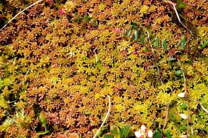 Haintorfmoos - Torfmoose