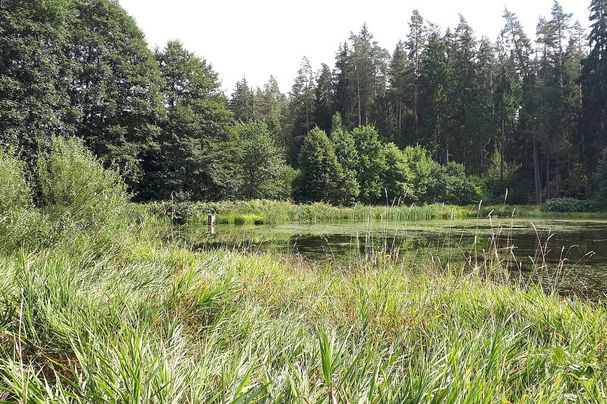 Herrenoberweiher Fichtelgebirge Libellen Amphibien