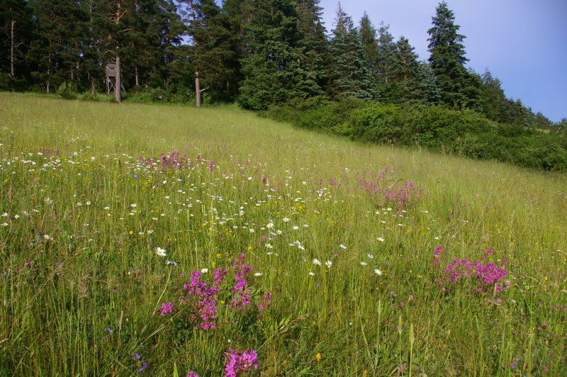 Artenvielfalt und Biotoppflege im Fichtelgebirge