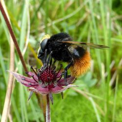 Hummel-Waldschwebfliege