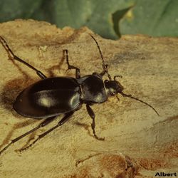 Glatter Laufkäfer (Laufkäfer)