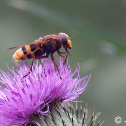 Große Waldschwebfliege Große Waldschwebfliege - Fliegen, Schwebfliegen