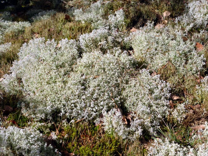 Rentierflechtenart Rentierflechten-Art