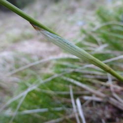 Scheidiges Wollgras Scheidiges Wollgras - Sauergräser