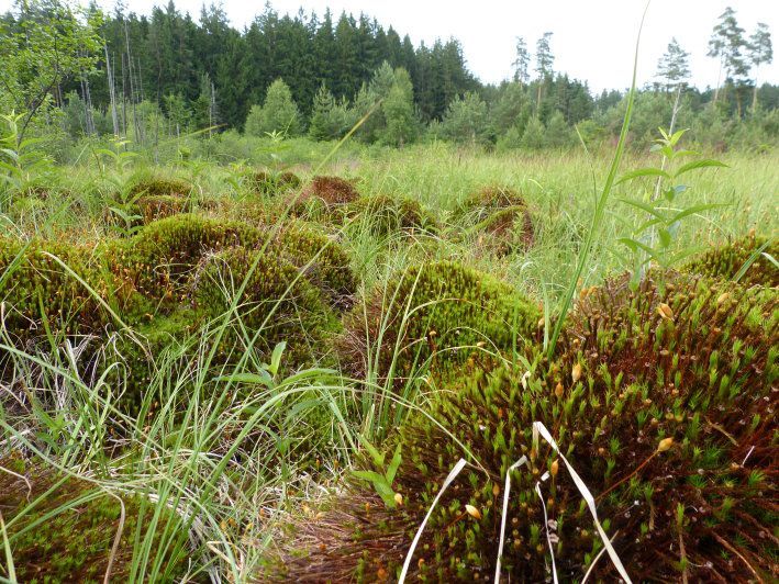 Waldmoor Großwendern Frauenhaarmoos im Waldmoor Großwendern