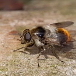 Hummelerzschwebfliege Hummelerzschwebfliege - Fliegen, Schwebfliegen