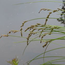 Rispen-Segge Rispen-Segge - Sauergräser