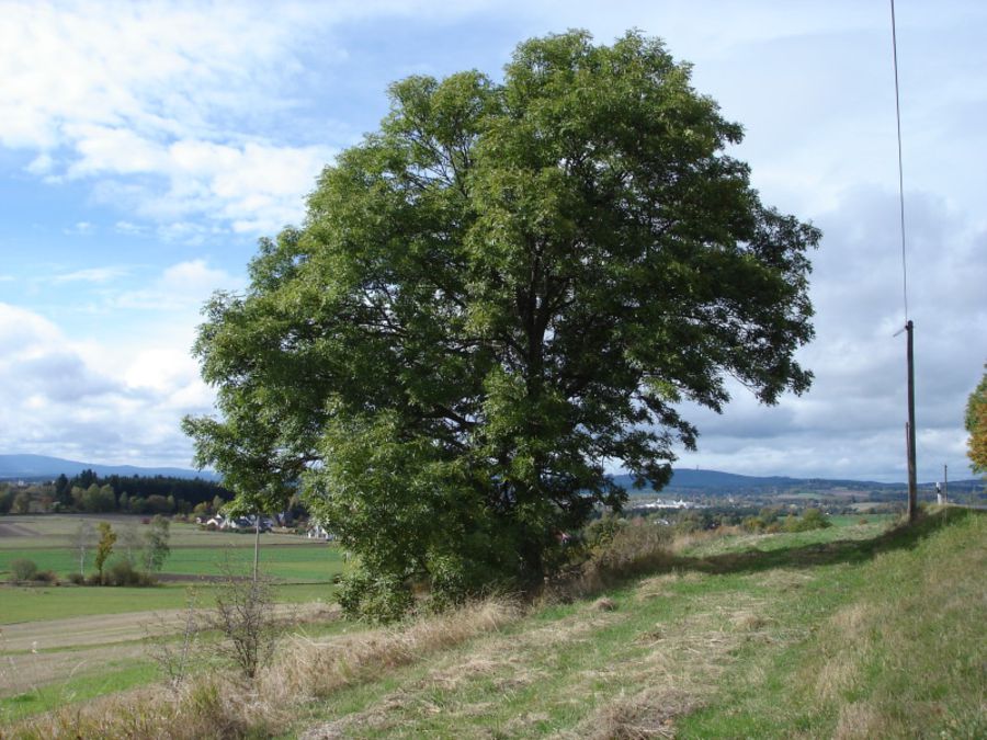 Gemeine Esche BUND Naturschutz in Bayern e.V.