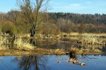Sumpfgebiet Fischern
