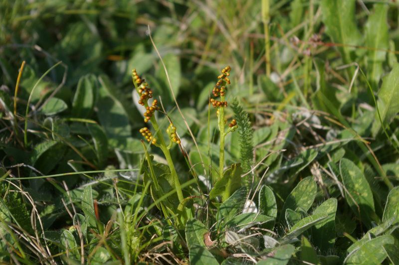 Artenvielfalt und Biotoppflege im Fichtelgebirge