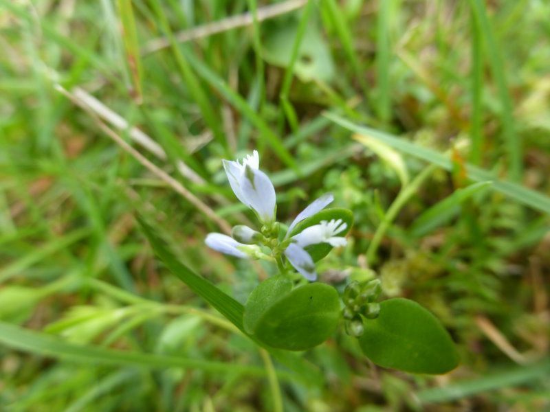 Quendelblättrige Kreuzblume - Kreuzblumengewaechse