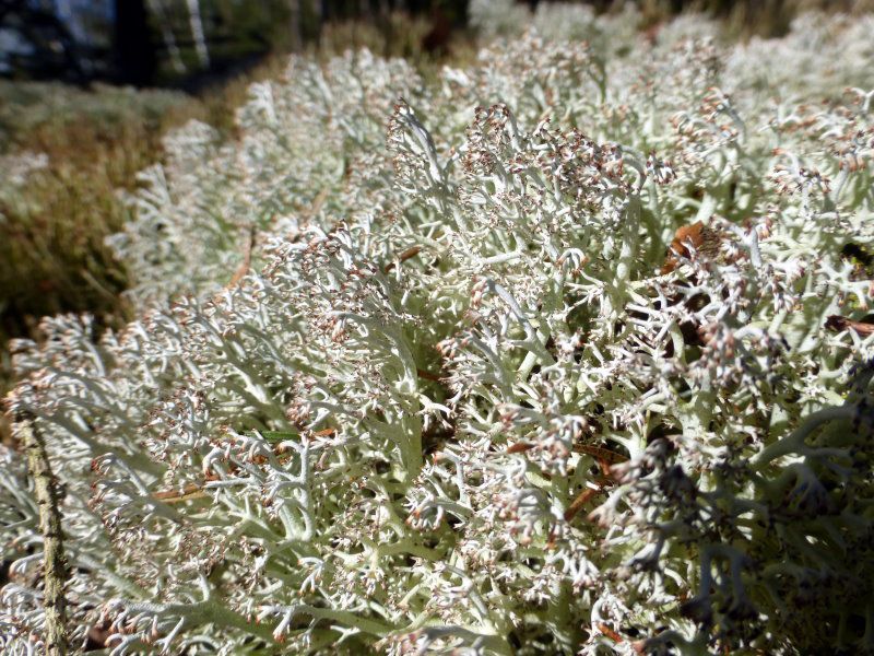 Rentierflechtenart Rentierflechten-Art