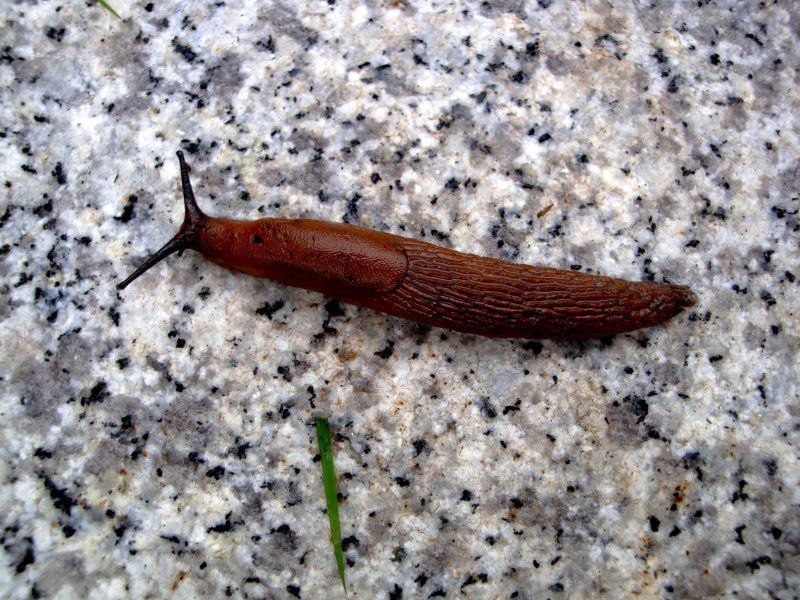 Spanische Wegschnecke - Schnecken