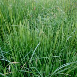 Wiesen-Rispengras-Carex-cespitosa-Gorny
