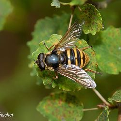 Gelbband Torfschwebfliege Gelbband Torfschwebfliege - Fliegen, Schwebfliegen