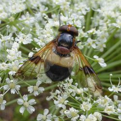 Gemeine Waldschwebfliege Gemeine Waldschwebfliege - Fliegen, Schwebfliegen