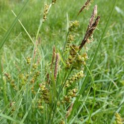 Hirse-Segge Hirse-Segge - Sauergräser