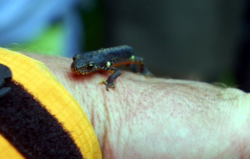 BN und CSOP: Biotope im Landkreis Wunsiedel BN und CSOP: Biotope im Landkreis Wunsiedel