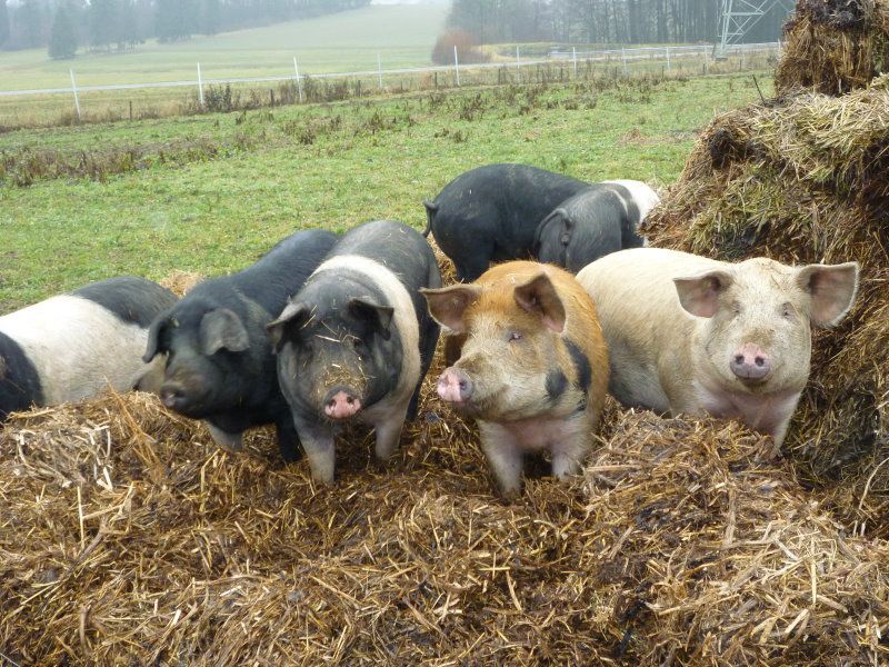 Schwäbisch-Hällische Freilandschweine auf dem Biohof Raithel in Laubersreuth