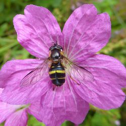 Breitband Waldschwebfliege Breitband Waldschwebfliege - Schwebfliegen