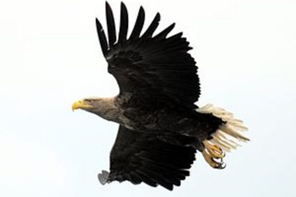 Seeadler im Landkreis Wunsiedel im Fichtelgebirge