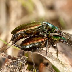 Kupferfarbener Buntgrabenläufer (Laufkäfer) Kupferfarbener Buntgrabenläufer - Laufkäfer