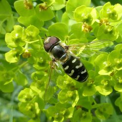 Späte Großstirnschwebfliege Späte Großstirnschwebfliege - Fliegen, Schwebfliegen