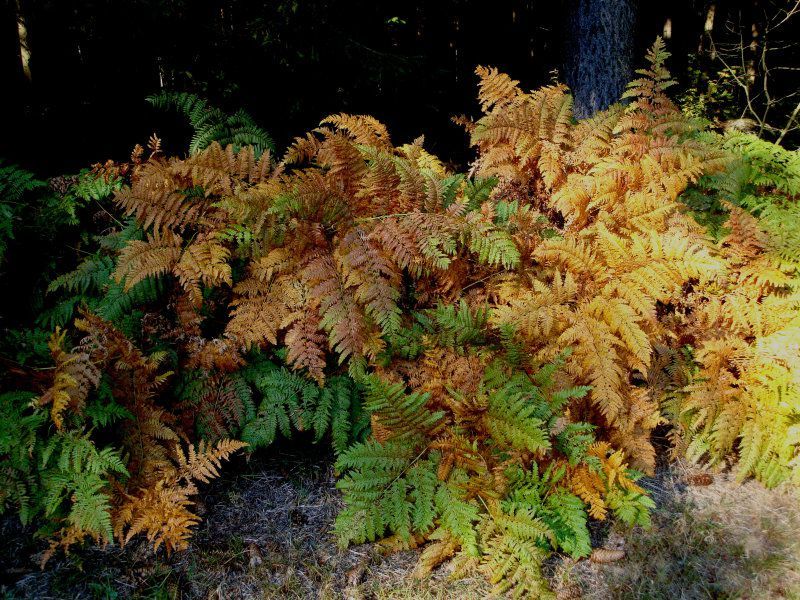 Adlerfarn Adlerfarn - Frangewächse