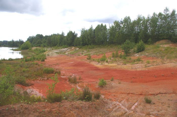 Tongrube Seedorf Raritäten der Botanik und der Insektenwelt