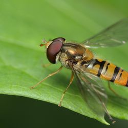 Gemeine Winterschwebfliege Gemeine Winterschwebfliege - Fliegen, Schwebflieben