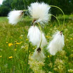 Breitblättriges Wollgras Breitblättriges Wollgras - Sauergräser