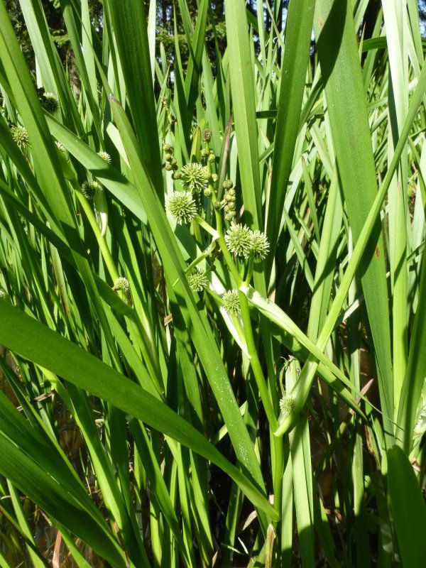 Ästiger Igelkolben - Rohrkolbengewächse