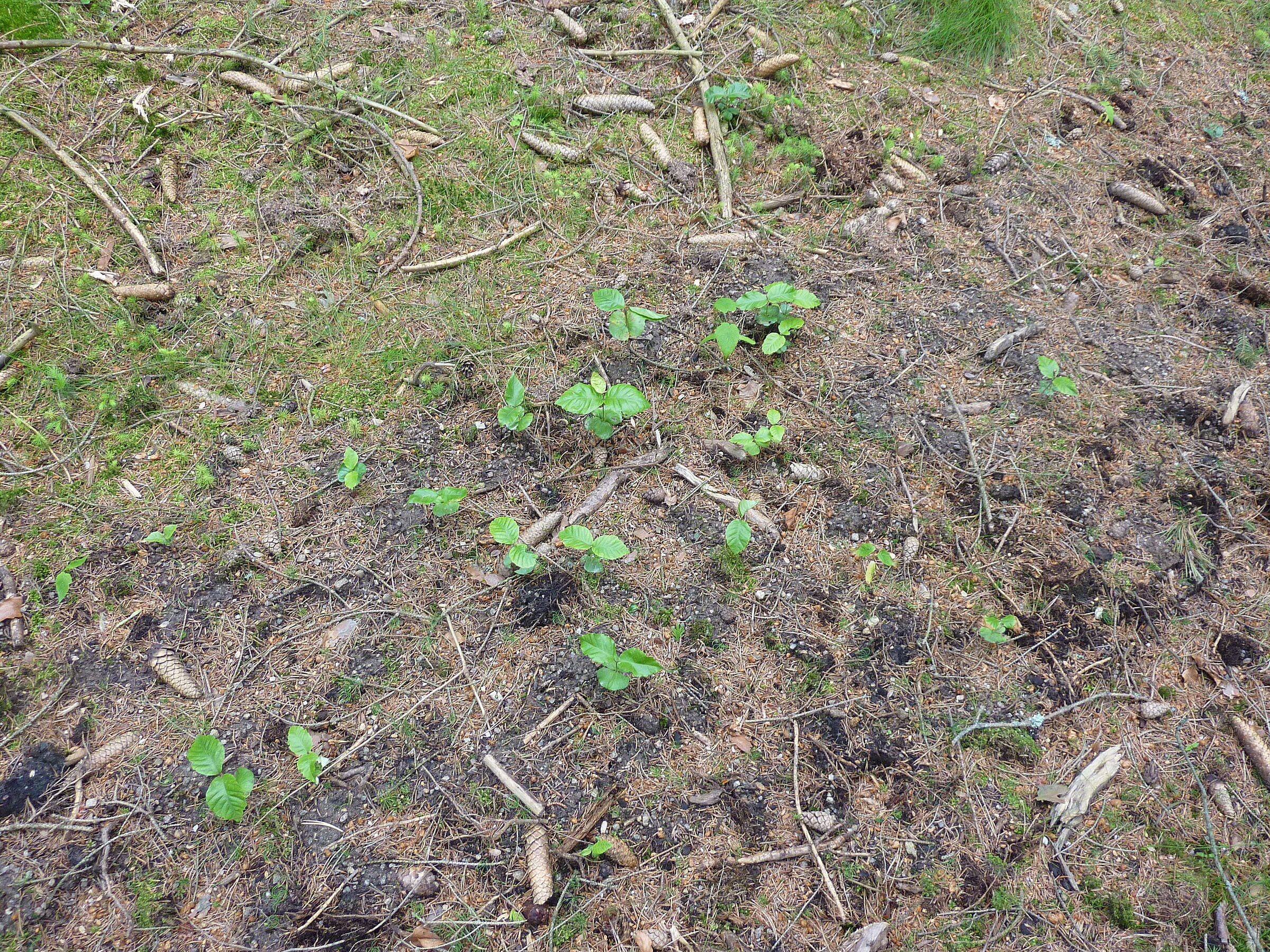 Saatgut im Wald