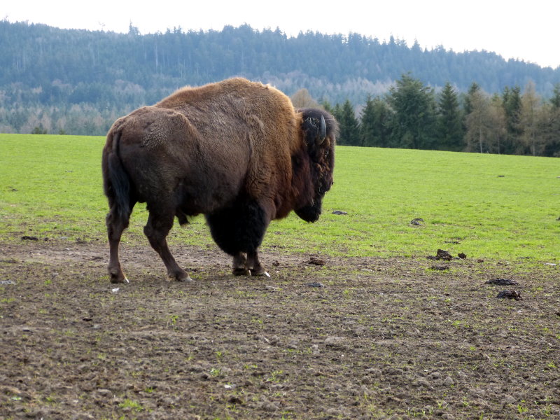 Höpfel-Bisonherde