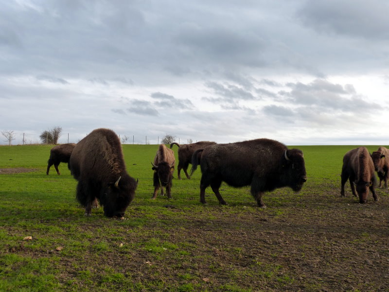 Höpfel-Bisonherde