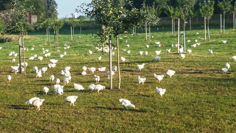 Biohühnchen aus eigener Zucht - Verkauf direkt ab Hof