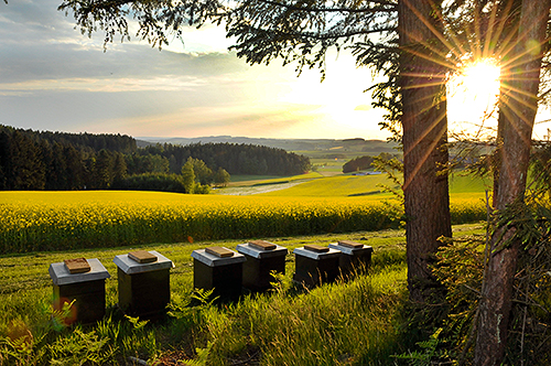 Hobbyimkerei Traßl Fichtelberg