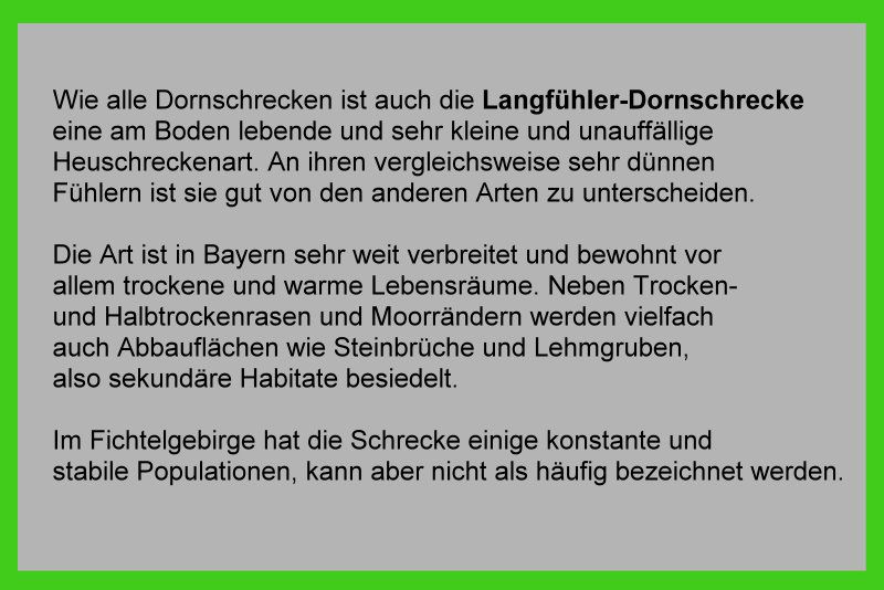 Langfühler Dornschrecke - Kurzfühlerschrecken