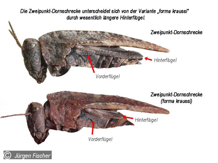 Zweipunkt Dornschrecke-Unterschied - Kurzfühlerschrecken