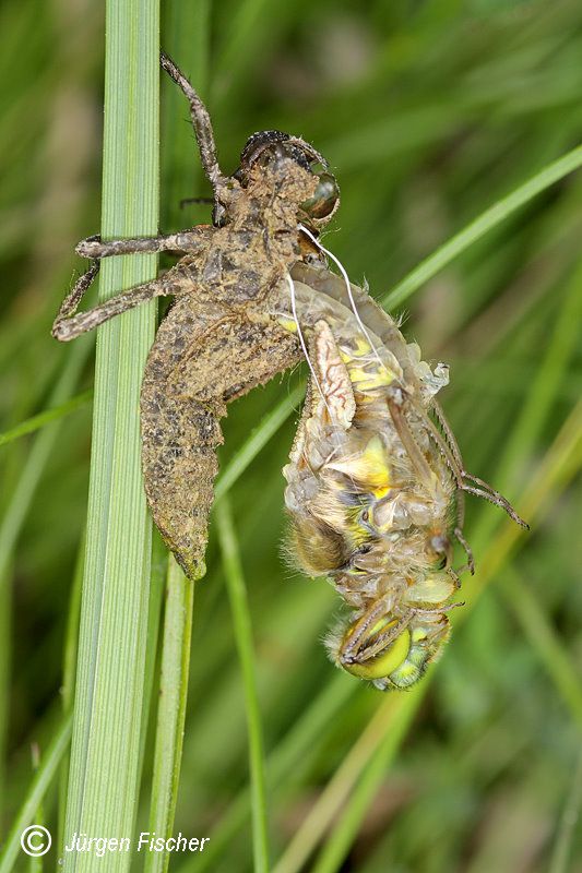 Plattbauch Großlibellen