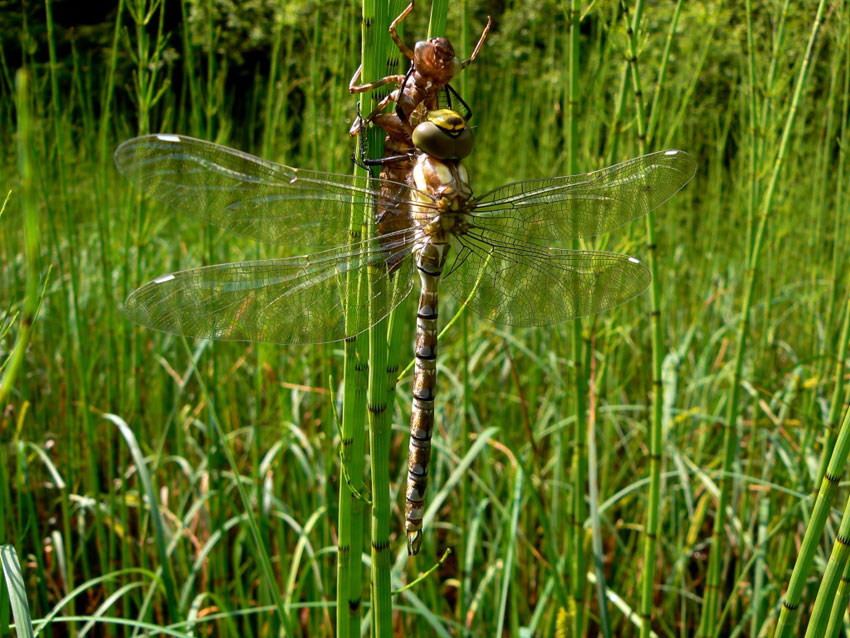 Herbstmosaikjungfer - Großlibellen