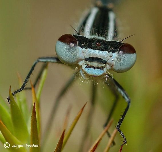 Hufeisenazurjungfer - Kleinlibellen